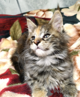 Photo №2 de l'annonce № 135261 de la vente maine coon - acheter à Fédération de Russie annonce privée, de la fourrière, éleveur