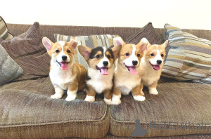 Photo №1. welsh corgi - à vendre en ville de Liepayah | négocié | Annonce №176266