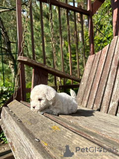 Photo №4. Je vais vendre bichon à poil frisé en ville de Minsk. de la fourrière - prix - 2366€