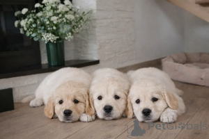 Photo №2 de l'annonce № 173988 de la vente golden retriever - acheter à La finlande 