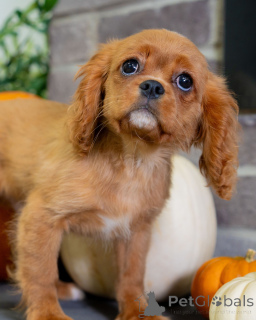 Photo №4. Je vais vendre cavalier king charles spaniel en ville de Dielsdorf. annonce privée - prix - négocié