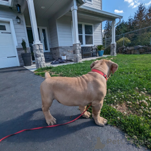 Photo №3. Né pour diriger. Conçu pour protéger.. La finlande