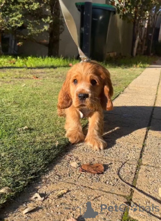 Photo №2 de l'annonce № 167786 de la vente cocker spaniel anglais - acheter à La finlande annonce privée
