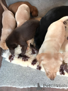 Photo №2 de l'annonce № 159436 de la vente labrador retriever - acheter à Belgique annonce privée