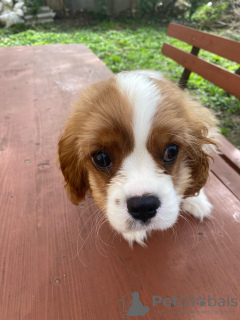 Photos supplémentaires: Douce fille Cavalier King Charles Spaniel Amélie