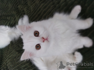 Photo №2 de l'annonce № 32073 de la vente highland-straights - acheter à Suisse de la fourrière