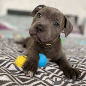 Photo №2 de l'annonce № 165603 de la vente staffordshire bull terrier - acheter à Pays Bas annonce privée, éleveur