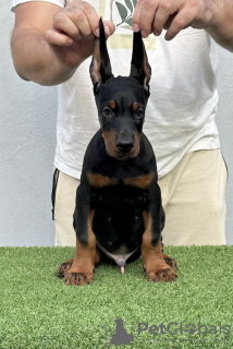 Photo №2 de l'annonce № 116129 de la vente dobermann - acheter à Serbie éleveur