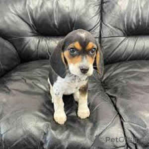 Photo №4. Je vais vendre beagle en ville de Крефельд.  - prix - négocié