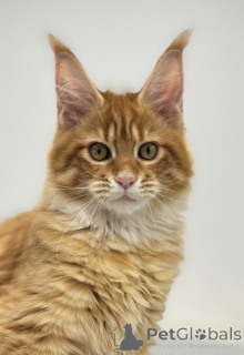 Photo №2 de l'annonce № 161312 de la vente maine coon - acheter à Fédération de Russie de la fourrière
