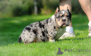 Photo №2 de l'annonce № 147448 de la vente american bully - acheter à Allemagne annonce privée