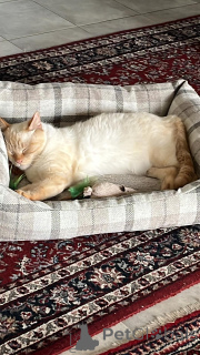 Photo №1.  - à vendre en ville de Strassen | Gratuit | Annonce № 142270