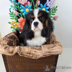 Photo №1. cavalier king charles spaniel - à vendre en ville de Meilleur | négocié | Annonce №155572