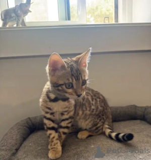 Photo №4. Je vais vendre bengal en ville de Magdebourg. annonce privée - prix - 580€