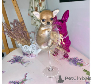 Photo №4. Je vais vendre chihuahua en ville de Berlin. annonce privée, éleveur - prix - 500€