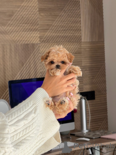 Photo №1. maltipu - à vendre en ville de Groningen | négocié | Annonce №176446
