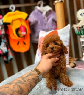 Photo №2 de l'annonce № 139155 de la vente caniche (jouet) - acheter à USA éleveur