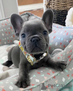 Photo №1. bouledogue - à vendre en ville de Helsinki | 450€ | Annonce №120142