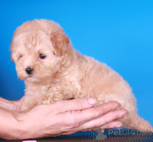 Photos supplémentaires: Chiots Maltipoo F1