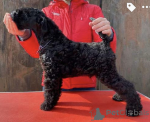 Photos supplémentaires: Chiots Kerry Blue Terrier