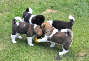 Photo №1. akita (chien) - à vendre en ville de Helsinki | négocié | Annonce №174021