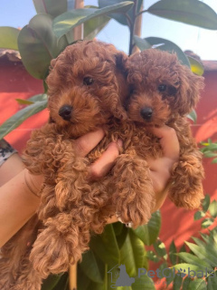 Photo №1. caniche (jouet) - à vendre en ville de Ečka | négocié | Annonce №117614