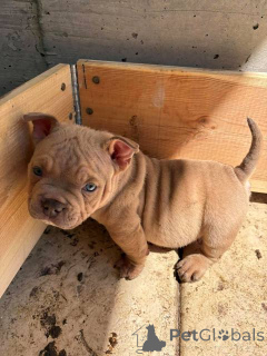 Photo №4. Je vais vendre chien bâtard en ville de Belgrade.  - prix - négocié