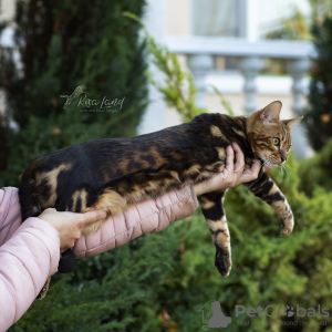 Photo №2 de l'annonce № 15915 de la vente bengal - acheter à Fédération de Russie annonce privée, de la fourrière, éleveur