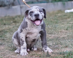 Photo №1. american bully - à vendre en ville de Hambourg | 999€ | Annonce №147444