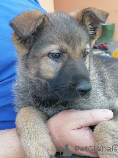 Photos supplémentaires: Chiots berger allemand