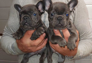 Photo №1. bouledogue - à vendre en ville de Perth | 379€ | Annonce №80041