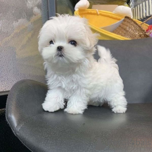 Photo №1. bichon maltais - à vendre en ville de Göteborg | négocié | Annonce №175060