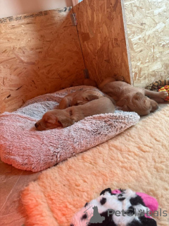 Photo №2 de l'annonce № 159522 de la vente golden retriever - acheter à USA annonce privée