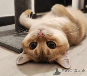 Photo №3. Beaux chatons British Shorthair espiègles. La Grande-Bretagne
