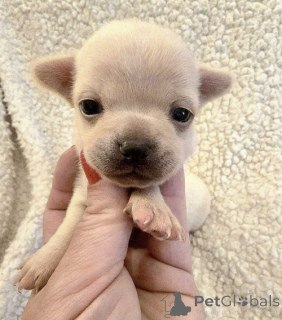 Photo №4. Je vais vendre chihuahua en ville de Zrénjanin. éleveur - prix - négocié