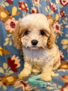 Photo №3. Avis sur Prachtige Cavapoo-puppy. Belgique
