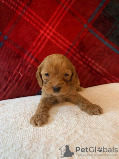 Photo №3. Beaux chiots Cavapoo Pour adoption gratuite. Allemagne