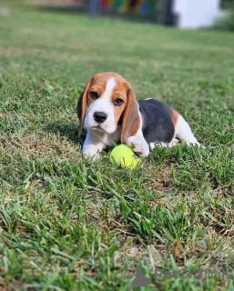 Photo №1.  - à vendre en ville de Madrid | négocié | Annonce №161165