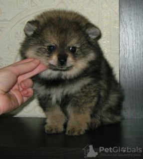 Photos supplémentaires: Spitz de Poméranie, chiots sable !