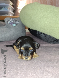 Photo №2 de l'annonce № 160163 de la vente biewer yorkshire terrier, yorkshire terrier - acheter à Estonie annonce privée, de la fourrière, éleveur