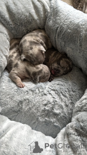 Photo №4. Je vais vendre bouledogue en ville de Bremervörde. annonce privée - prix - 850€