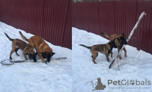 Photo №4. Je vais vendre berger belge en ville de Воскресенск. annonce privée - prix - 133€