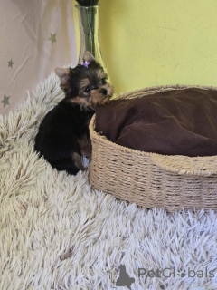 Photo №3. Mini Yorkshire Terriers. Serbie