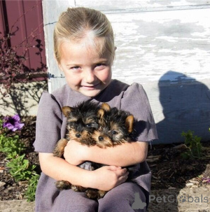 Photo №1.  - à vendre en ville de Baden-Baden | Gratuit | Annonce №144936