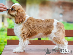 Photo №4. Je vais vendre cavalier king charles spaniel en ville de Berlin. annonce privée - prix - 900€