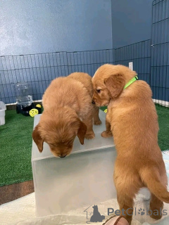 Photo №2 de l'annonce № 165852 de la vente golden retriever - acheter à Luxembourg annonce privée