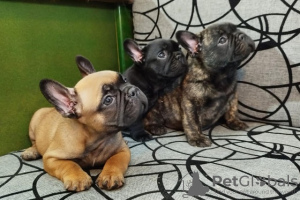 Photo №1. bouledogue - à vendre en ville de Kruševac | négocié | Annonce №123617