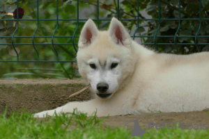 Photos supplémentaires: husky sibérien BEAU chien