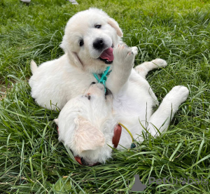 Photos supplémentaires: Chiots de race Chuvach slovaque