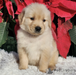 Photos supplémentaires: Golden retriever